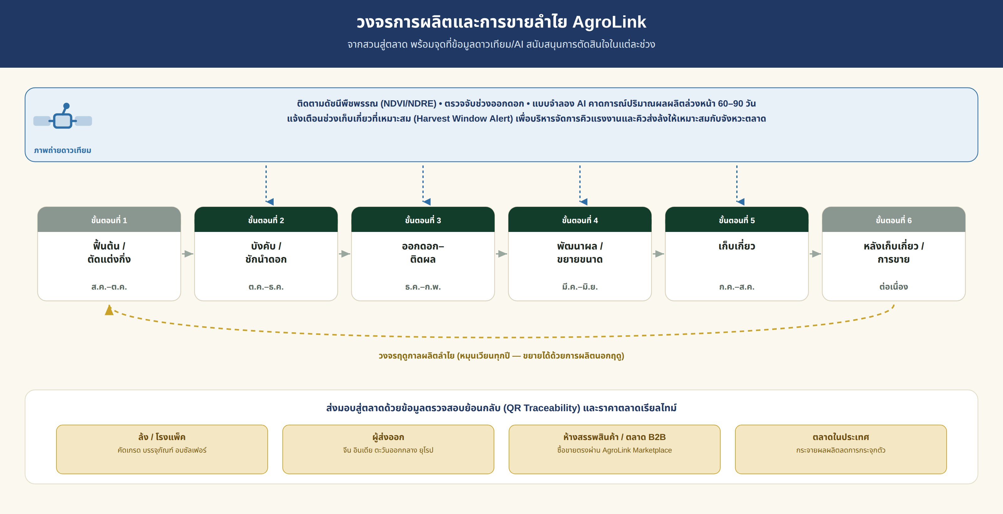 แผนภาพวงจรการผลิตและการขายลำไย ตั้งแต่ตัดแต่งกิ่ง บังคับดอก ออกดอก-ติดผล พัฒนาผล เก็บเกี่ยว จนถึงการขาย พร้อมจุดที่ข้อมูลดาวเทียมและ AI เข้ามาสนับสนุนการสำรวจและคาดการณ์ผลผลิตในแต่ละช่วง